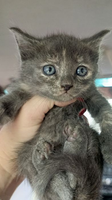 Котята.в хорошие руки
