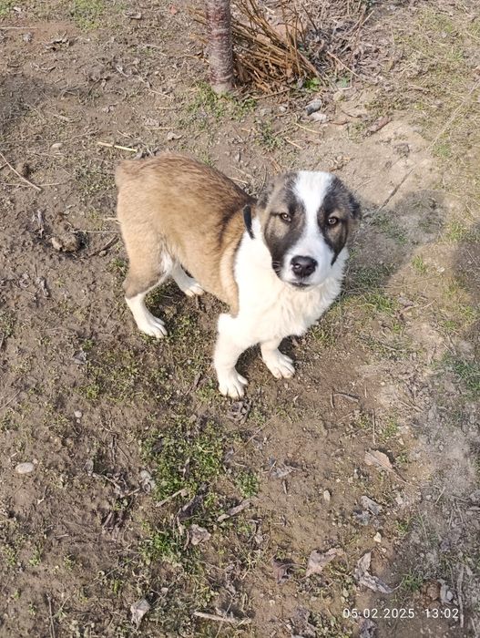 зотли алабай итча