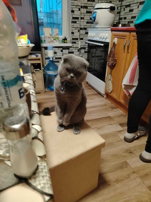 Британски котенца