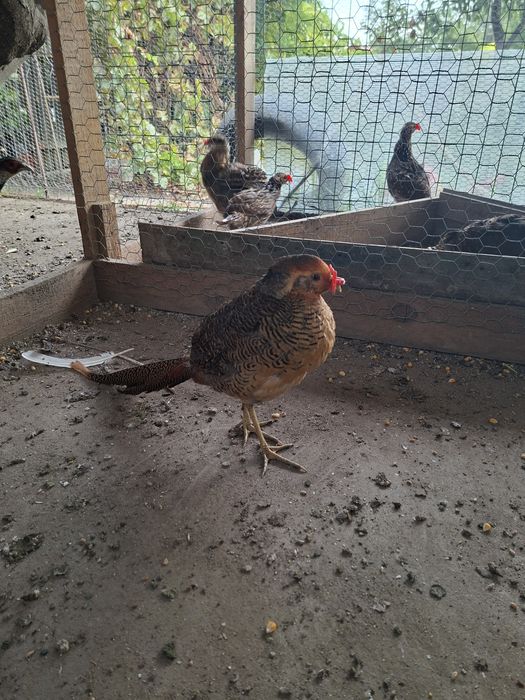 Fazani auriu pe rosu si diamant