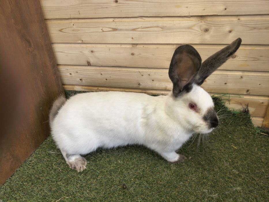 Vând uriaș de Transilvania femele vârstă 6 luni