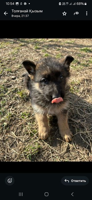 Продам щенки немецкий овчарки