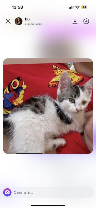 Котенок 2,5 айлык тегин бериледи