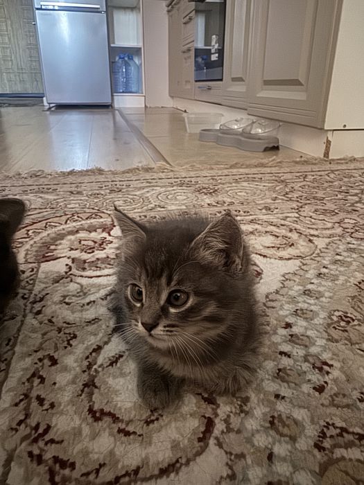 Котята 3 девочки)