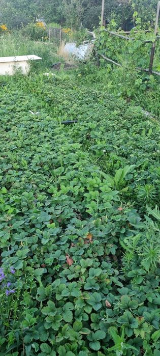 Продаю дачу в районе Келешек