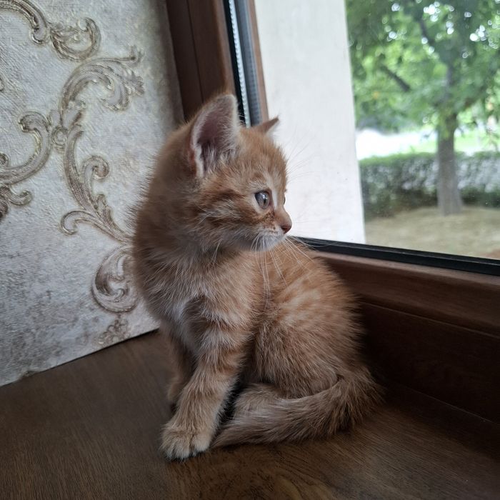 Mushukcha 1.5 oylik  uy mushugi