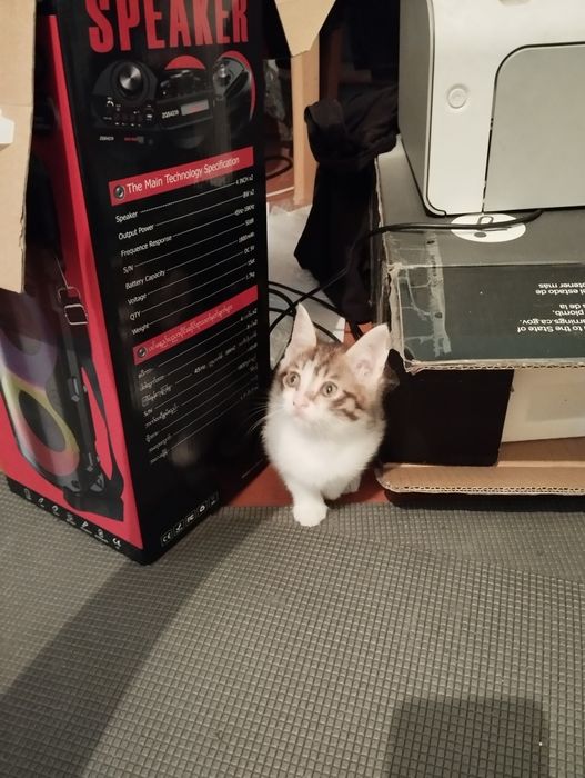 КОТЯТА в добрые руки отдам