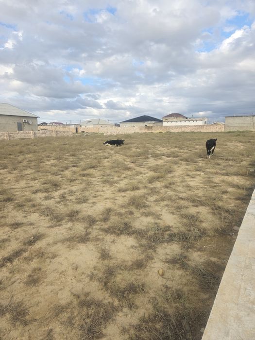 Бөліп төлеуге жер сатамын Тельманнан