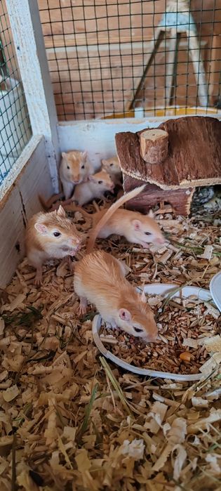 Veverițe gebril de vanzare