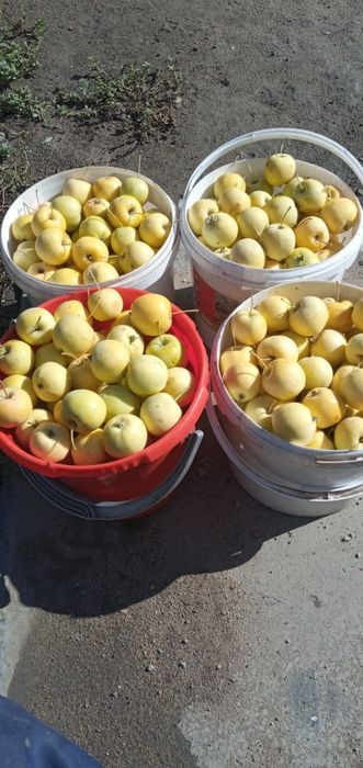 Продам  вишню и сливу,уралку