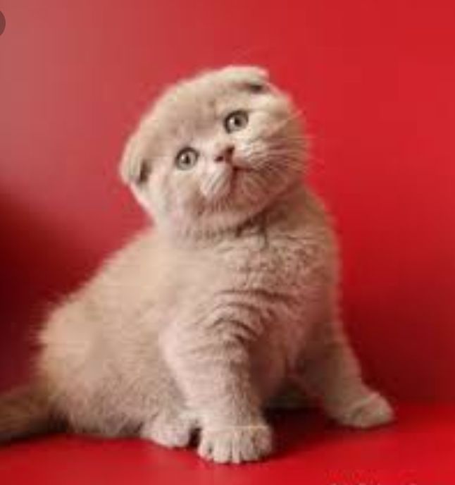 Onlayn porno mushukning mazmunini korsatadi