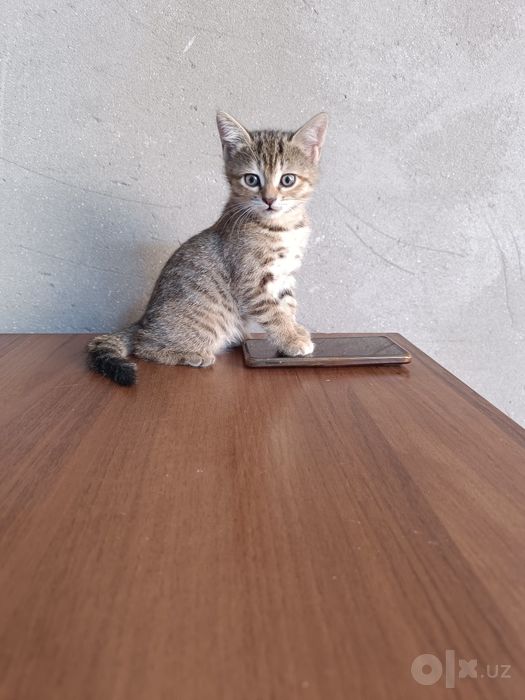 Отдам в добрые руки маленького котёнка.Kichkina mushukchani mehribon q