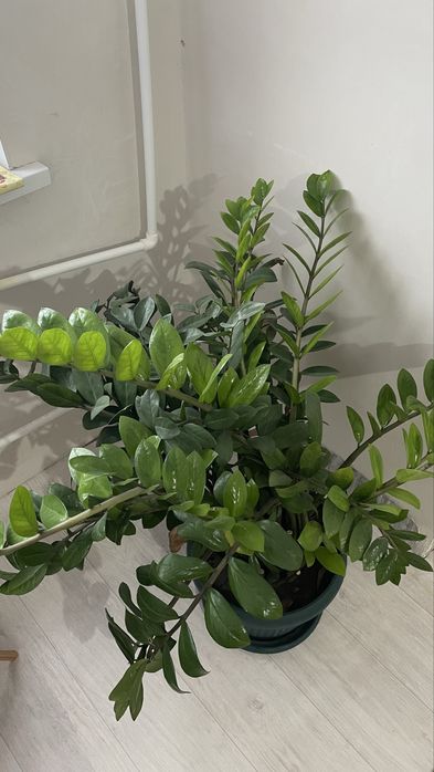 Продам дерево комнатное