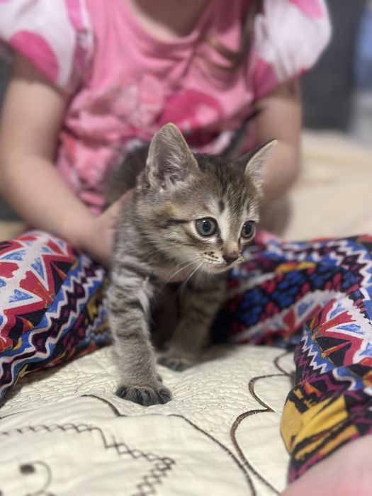Отдаем котенка в хорошие руки