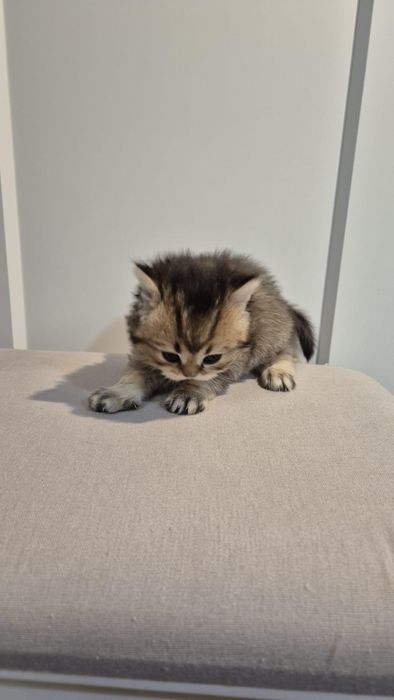 British Longhair Golden-Black