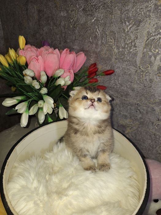 Эти глазки ищут свой дом 
Шиншилла фолд
Бронь открыта — Direct 
Ши