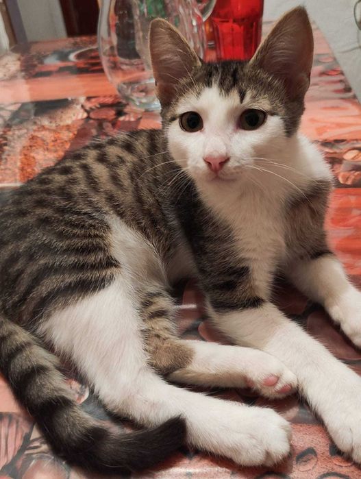 Котята в добрые ручки.