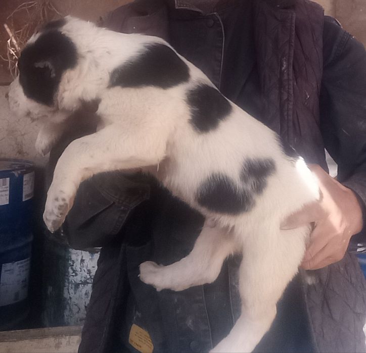 Еркаги 250$ Ургочиси 150$