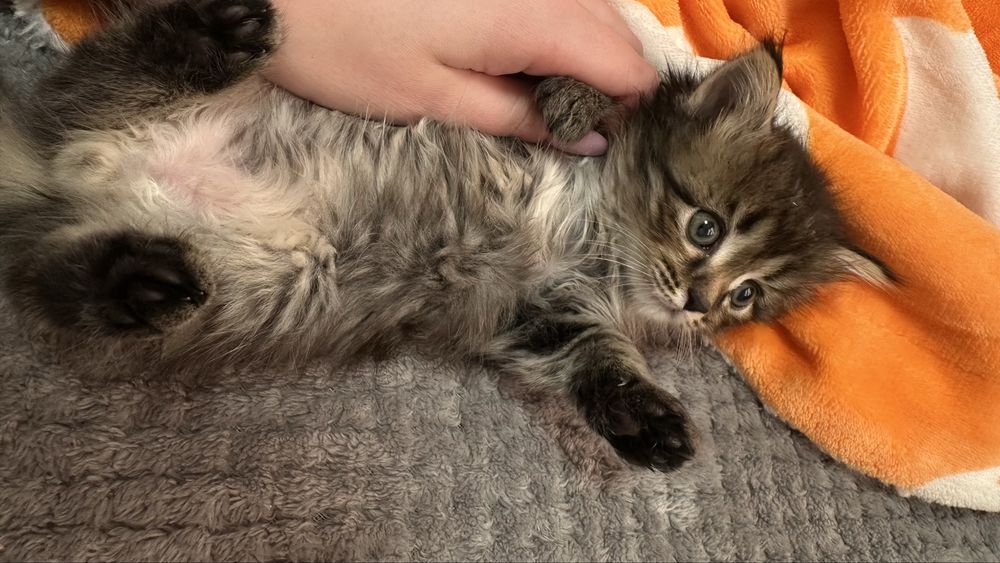Отдаю котят даром