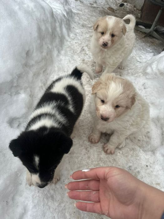 Отдам щенков в добрые руки