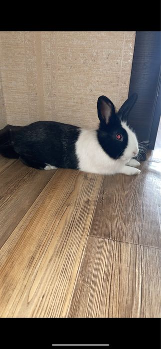 Кролик декоративный