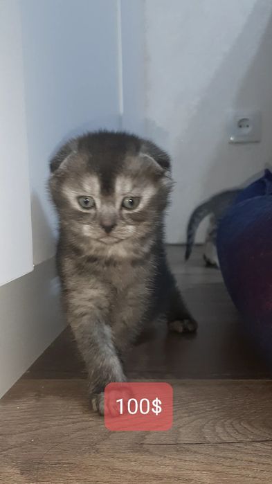 Шотландские котята