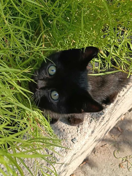 Отдам котёнка в добрые руки