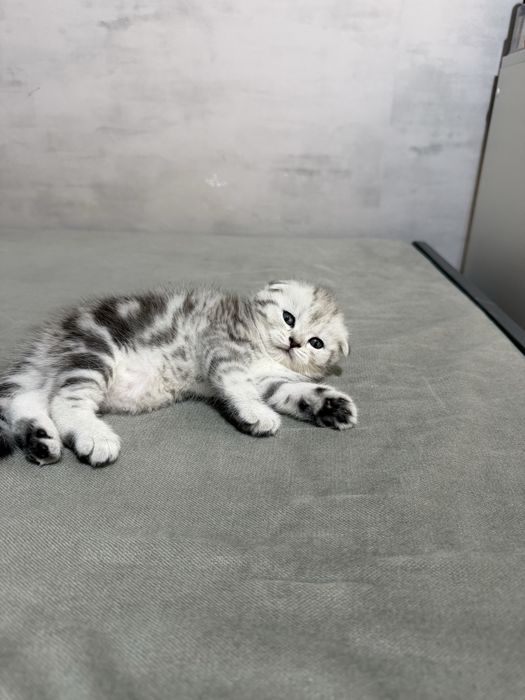 Шотландские вислоухие котята