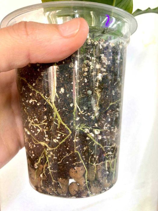 Хойя Локки (Lockii), большой черенок с тремя цветоносами, недорого