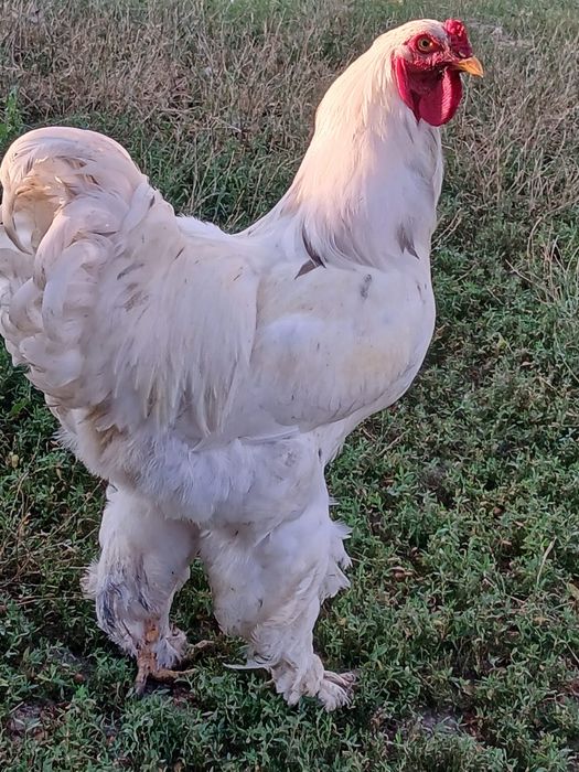 Pui brahma vaccinati si deparazitati.