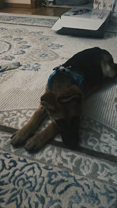 Пропала собака щенок