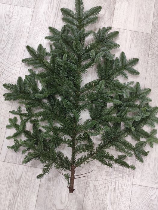 Нобилис, датская ель