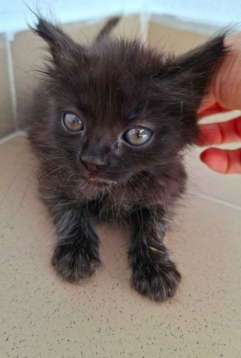 Adoptie pisica pui de pisica negru Pami