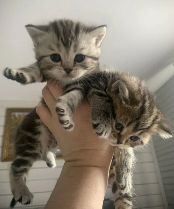 Британский котенок