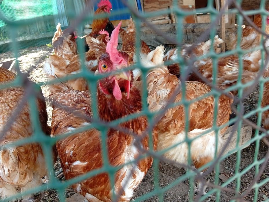 Продам кур несушек и петуха
