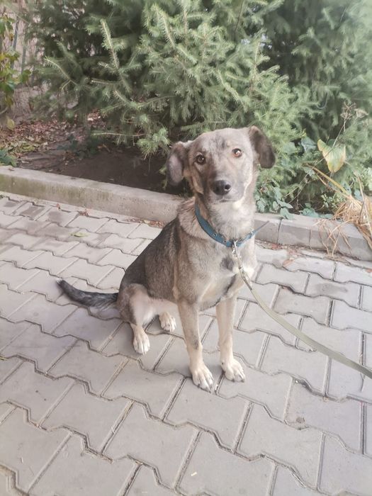 Собака ищет хозяев