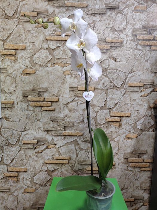 Скидка на орхидеи из Голландии