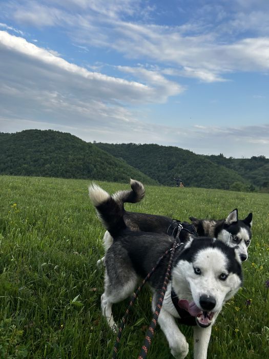 Donez Husky siberian