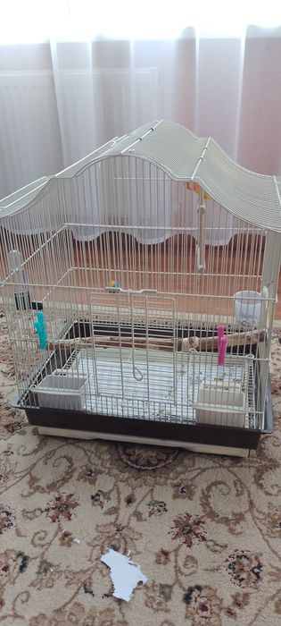 Попугай неразлучник