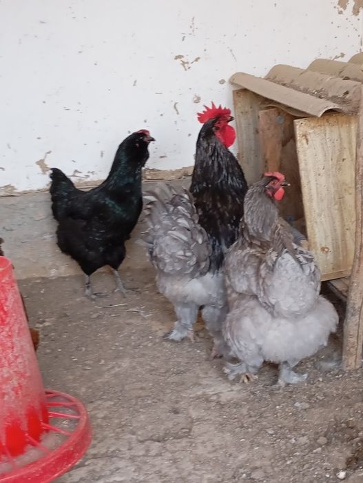 Брама хуроз ва товуги