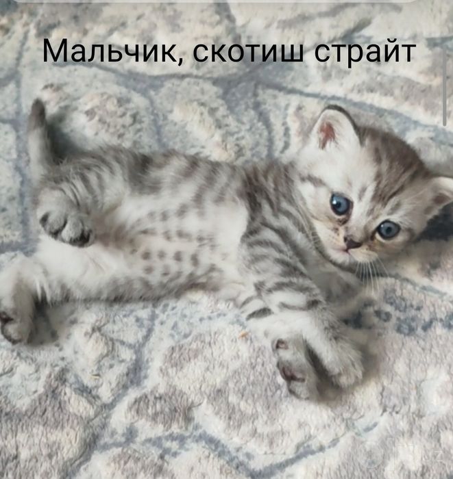 Продаю породистых котят дёшево