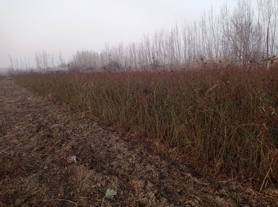 Atirgul kochatlari sortlari