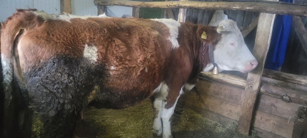 Vând vaca de 3 vitei