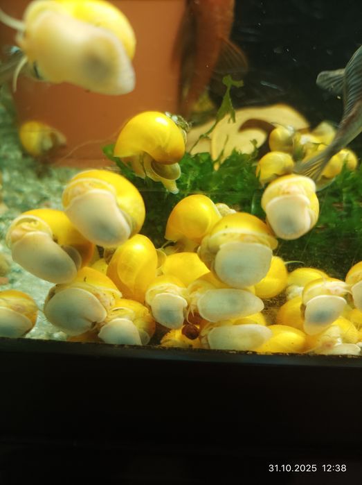 Креветки аквариумные