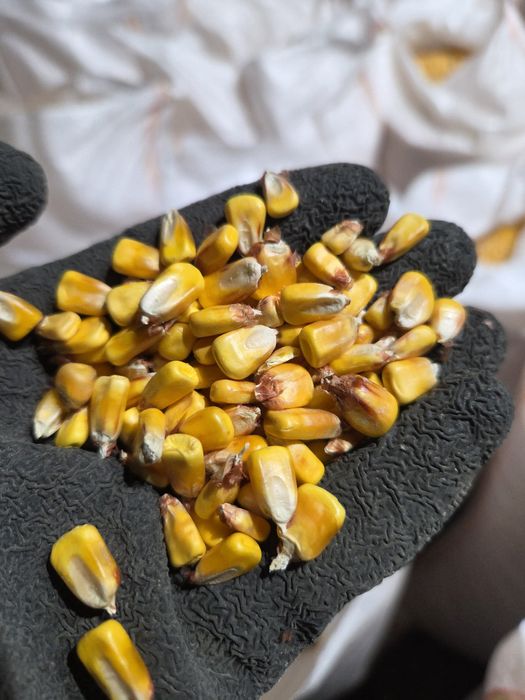 Porumb de vanzare  0.90 lei