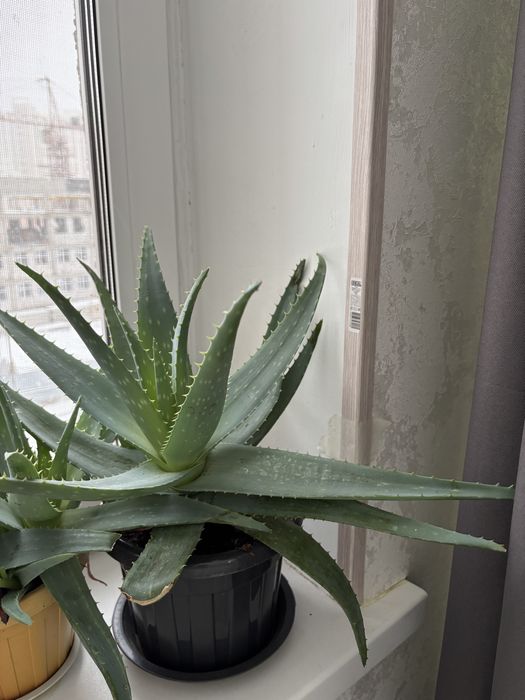 Алоэ вера и алоэ столетник