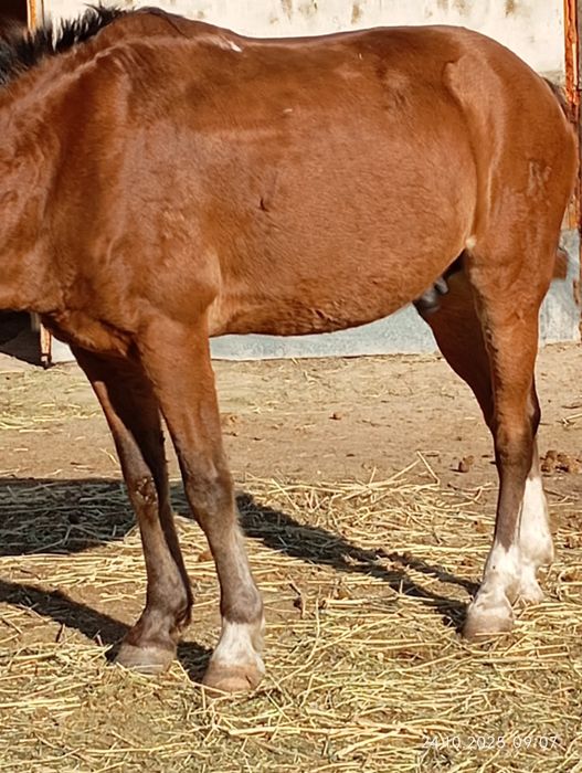 Продам мерина молодого