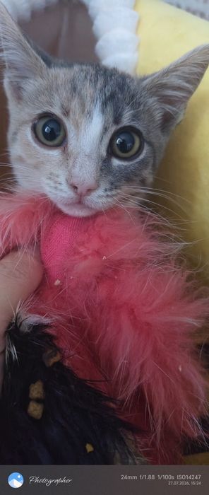 Мадона котенок возраст 2мес