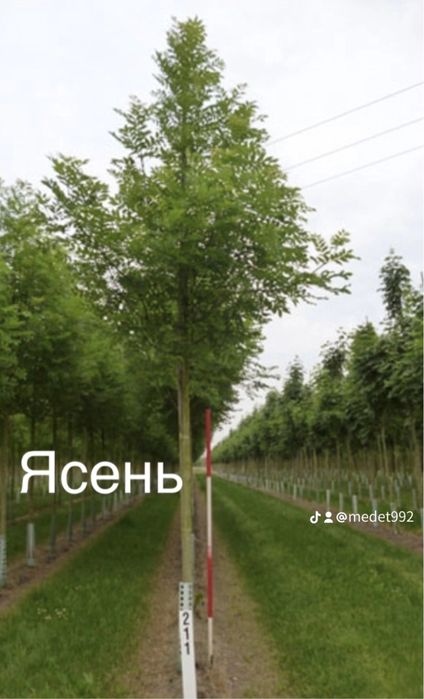 Тополь пираммидальный