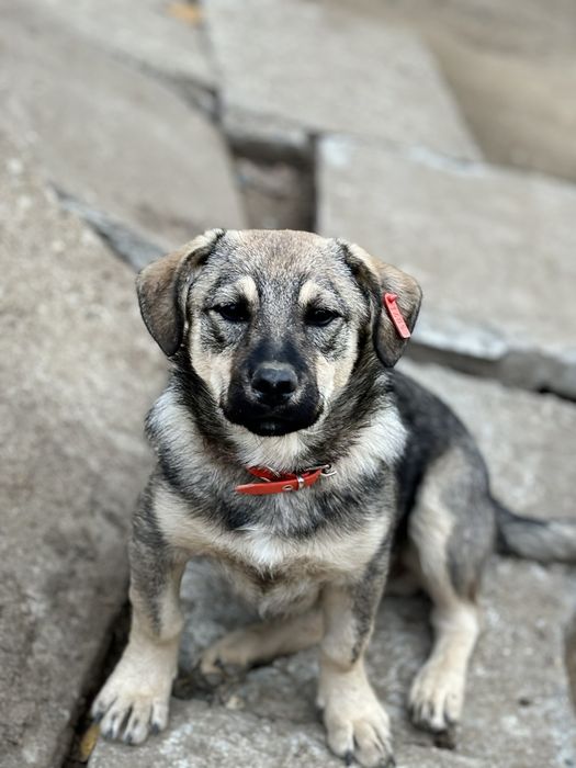 Подаряват се 4 сладки кученца